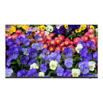 Monitor ultra-slim LED, 4K UHD, 43'', 2xHDMI, 2xDP, Audio 2x10W - UNV